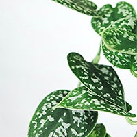 (photo credit: Severin Candrian via Unsplash): Image of a variegated Scindapsus Pictus with white-spotted green leaves in front of a white background. 