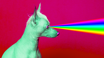 dog with rainbow laser vision