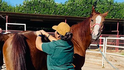 horse receiving a massage from student