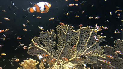 fish