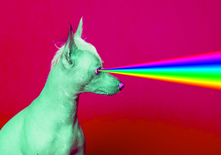 dog with rainbow laser vision