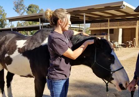 student massaging a horse