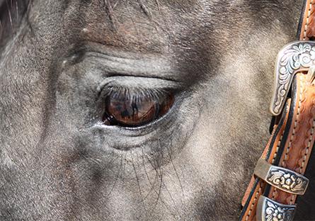 horse eye