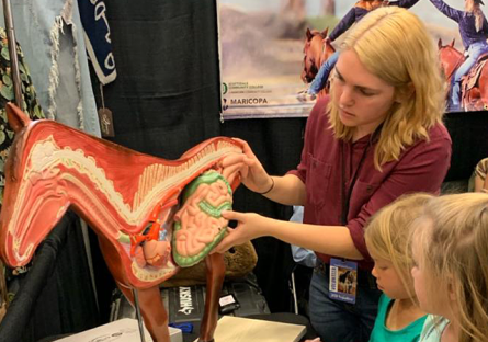 equine science student explains horse anatomy using horse model
