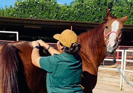 horse receiving a massage from student