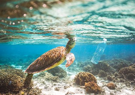 turtle swimming underwater