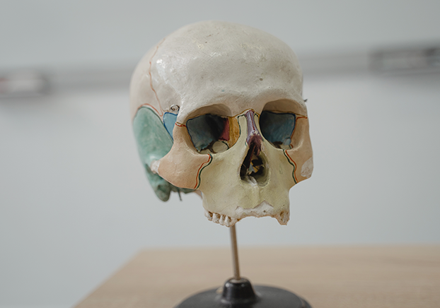 skull