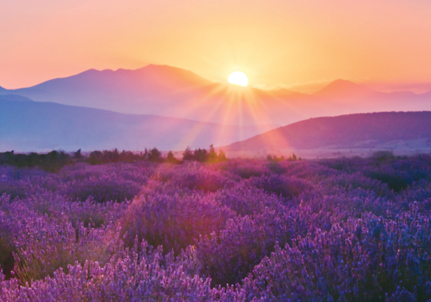 beautiful sunrise over lavender fields