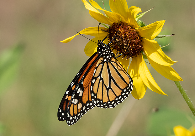 monarch butterfly on daisy