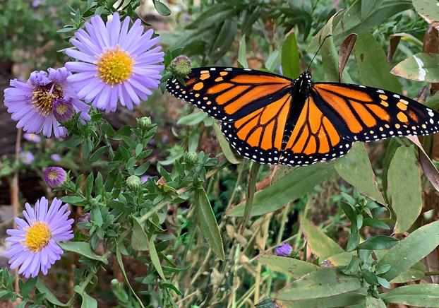 butterfly with flowers